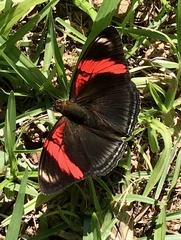 Adelpha lycorias lycorias