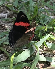 Adelpha lycorias lycorias