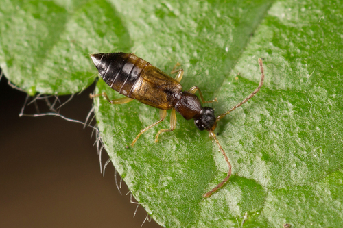 Anthophagus angusticollis