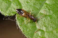 Anthophagus angusticollis