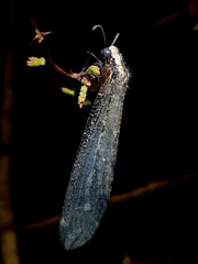 Acanthaclisini