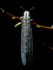 Acanthaclisini