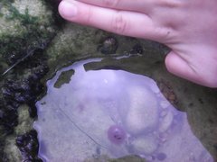 Steromphala umbilicalis