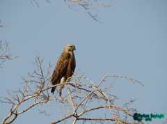 Buteo rufinus