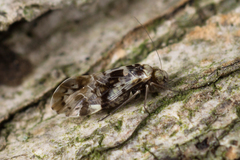 Trichadenotecnum germanicum