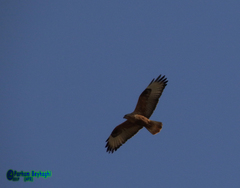 Buteo rufinus