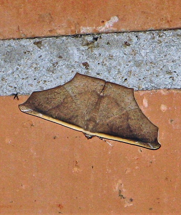 Polla ochreicosta