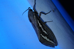 Abantiades argentangulum