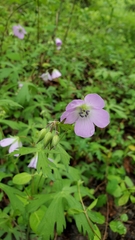 Geranium columbinum