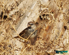 Passer hispaniolensis