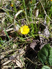Tussilago farfara