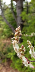 Amelanchier arborea arborea