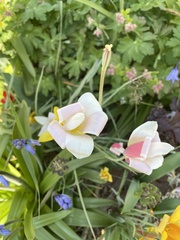 Tulipa clusiana