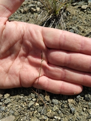 Festuca microstachys