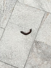 Anadenobolus monilicornis