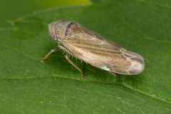 Speudotettix subfusculus