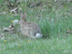 Sylvilagus floridanus