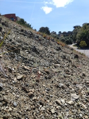 Festuca microstachys