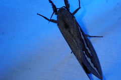 Abantiades argentangulum