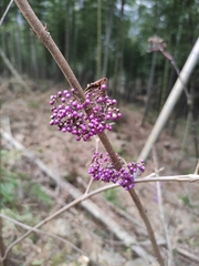 Callicarpa giraldii