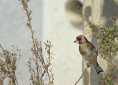 Carduelis carduelis