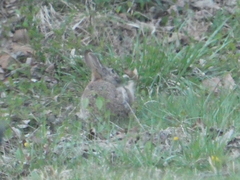 Sylvilagus floridanus