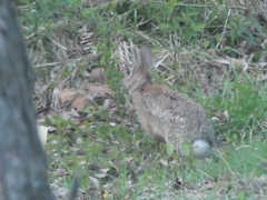 Sylvilagus floridanus