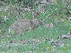 Sylvilagus floridanus