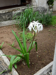 Crinum asiaticum