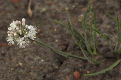 Allium denudatum