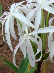 Crinum asiaticum
