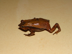 Rhinella castaneotica