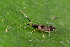 Orchesella flavescens