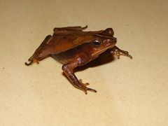 Rhinella castaneotica