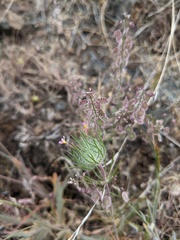 Leptosiphon ciliatus
