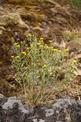 Grindelia integrifolia