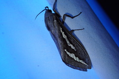 Abantiades argentangulum