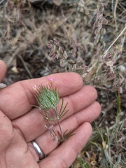 Leptosiphon ciliatus