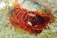 Image of Ctenoides scaber