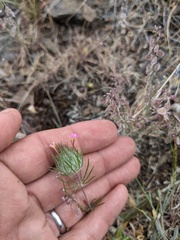 Leptosiphon ciliatus