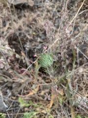 Leptosiphon ciliatus