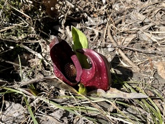 Symplocarpus foetidus