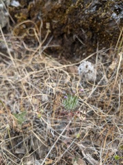 Leptosiphon ciliatus