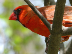 Cardinalis cardinalis