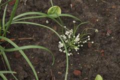 Allium denudatum