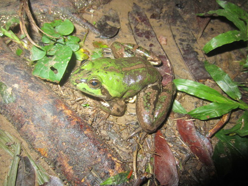 Pseudis paradoxa