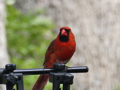 Cardinalis cardinalis
