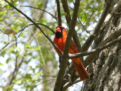 Cardinalis cardinalis