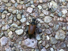 Trigonarthris atrata