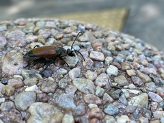 Trigonarthris atrata